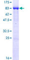 CLK1 / CLK Protein - 12.5% SDS-PAGE of human CLK1 stained with Coomassie Blue
