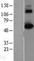 CLK2 Protein - Western validation with an anti-DDK antibody * L: Control HEK293 lysate R: Over-expression lysate