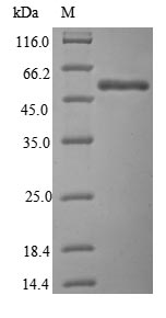 CLK2 Protein - (Tris-Glycine gel) Discontinuous SDS-PAGE (reduced) with 5% enrichment gel and 15% separation gel.