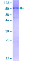 CLK3 Protein - 12.5% SDS-PAGE of human CLK3 stained with Coomassie Blue