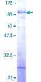 CLK4 Protein - 12.5% SDS-PAGE of human CLK4 stained with Coomassie Blue