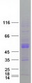 CLN3 Protein - Purified recombinant protein CLN3 was analyzed by SDS-PAGE gel and Coomassie Blue Staining