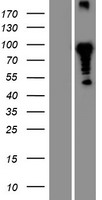 CLNK Protein - Western validation with an anti-DDK antibody * L: Control HEK293 lysate R: Over-expression lysate