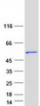 CLNK Protein - Purified recombinant protein CLNK was analyzed by SDS-PAGE gel and Coomassie Blue Staining