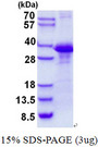 CLNS1A Protein