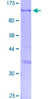 CLOCK Protein - 12.5% SDS-PAGE of human CLOCK stained with Coomassie Blue