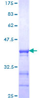 CLOCK Protein - 12.5% SDS-PAGE Stained with Coomassie Blue.