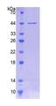 CLOCK Protein - Recombinant  Clock Homolog By SDS-PAGE