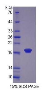 CLP / COTL1 Protein - Recombinant  Coactosin Like Protein 1 By SDS-PAGE