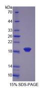 CLP / COTL1 Protein - Recombinant  Coactosin Like Protein 1 By SDS-PAGE