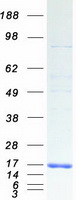 CLP / COTL1 Protein - Purified recombinant protein COTL1 was analyzed by SDS-PAGE gel and Coomassie Blue Staining