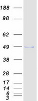 CLP1 Protein - Purified recombinant protein CLP1 was analyzed by SDS-PAGE gel and Coomassie Blue Staining