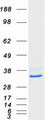 CLPP Protein - Purified recombinant protein CLPP was analyzed by SDS-PAGE gel and Coomassie Blue Staining