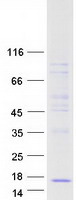 CLPS / Colipase Protein - Purified recombinant protein CLPS was analyzed by SDS-PAGE gel and Coomassie Blue Staining