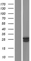 CLRN2 Protein - Western validation with an anti-DDK antibody * L: Control HEK293 lysate R: Over-expression lysate
