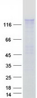 CLSTN2 / Calsyntenin 2 Protein - Purified recombinant protein CLSTN2 was analyzed by SDS-PAGE gel and Coomassie Blue Staining
