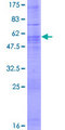 CLSTN3 Protein - 12.5% SDS-PAGE of human CLSTN3 stained with Coomassie Blue