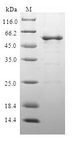 CLTA / LCA Protein - (Tris-Glycine gel) Discontinuous SDS-PAGE (reduced) with 5% enrichment gel and 15% separation gel.