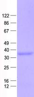 CLTA / LCA Protein