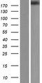 CLTCL1 / CHC22 Protein - Western validation with an anti-DDK antibody * L: Control HEK293 lysate R: Over-expression lysate