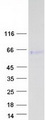 CLU / Clusterin Protein - Purified recombinant protein CLU was analyzed by SDS-PAGE gel and Coomassie Blue Staining