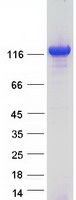 CLU1 / KIAA0664 Protein - Purified recombinant protein CLUH was analyzed by SDS-PAGE gel and Coomassie Blue Staining