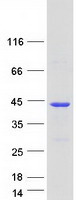 CLUAP1 Protein - Purified recombinant protein CLUAP1 was analyzed by SDS-PAGE gel and Coomassie Blue Staining