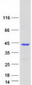 CLUAP1 Protein - Purified recombinant protein CLUAP1 was analyzed by SDS-PAGE gel and Coomassie Blue Staining