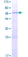 CLVS1 Protein - 12.5% SDS-PAGE of human RLBP1L1 stained with Coomassie Blue