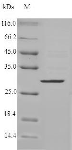 CMA1 / Mast Cell Chymase Protein - (Tris-Glycine gel) Discontinuous SDS-PAGE (reduced) with 5% enrichment gel and 15% separation gel.