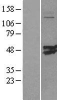 CMAS Protein - Western validation with an anti-DDK antibody * L: Control HEK293 lysate R: Over-expression lysate