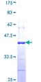 CMAS Protein - 12.5% SDS-PAGE Stained with Coomassie Blue.