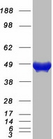 CMAS Protein - Purified recombinant protein CMAS was analyzed by SDS-PAGE gel and Coomassie Blue Staining