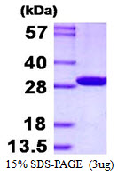 CMBL Protein