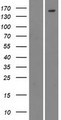 CML / BCR Protein - Western validation with an anti-DDK antibody * L: Control HEK293 lysate R: Over-expression lysate