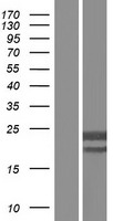 CMPK / CMPK1 Protein - Western validation with an anti-DDK antibody * L: Control HEK293 lysate R: Over-expression lysate