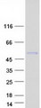 CMPK2 Protein - Purified recombinant protein CMPK2 was analyzed by SDS-PAGE gel and Coomassie Blue Staining