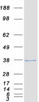 CMT2 / MAD2L1BP Protein - Purified recombinant protein MAD2L1BP was analyzed by SDS-PAGE gel and Coomassie Blue Staining
