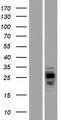 CMTM1 Protein - Western validation with an anti-DDK antibody * L: Control HEK293 lysate R: Over-expression lysate