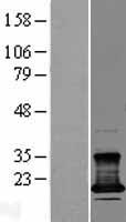 CMTM7 / CKLFSF7 Protein - Western validation with an anti-DDK antibody * L: Control HEK293 lysate R: Over-expression lysate