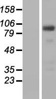 CMTR1 / FTSJD2 Protein - Western validation with an anti-DDK antibody * L: Control HEK293 lysate R: Over-expression lysate