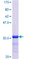 CNBP / ZNF9 Protein - 12.5% SDS-PAGE Stained with Coomassie Blue.