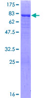 CNDP1 Protein - 12.5% SDS-PAGE of human CNDP1 stained with Coomassie Blue