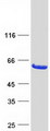 CNDP2 Protein - Purified recombinant protein CNDP2 was analyzed by SDS-PAGE gel and Coomassie Blue Staining