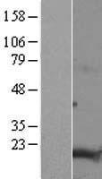 CNEP1R1 Protein - Western validation with an anti-DDK antibody * L: Control HEK293 lysate R: Over-expression lysate