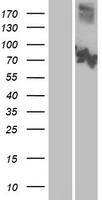 CNGA3 Protein - Western validation with an anti-DDK antibody * L: Control HEK293 lysate R: Over-expression lysate