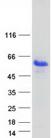 CNGB1 Protein - Purified recombinant protein CNGB1 was analyzed by SDS-PAGE gel and Coomassie Blue Staining