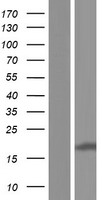 CNIH1 / CNIH Protein - Western validation with an anti-DDK antibody * L: Control HEK293 lysate R: Over-expression lysate