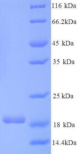 CNKSR2 Protein