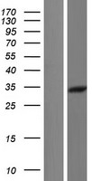 CNN2 Protein - Western validation with an anti-DDK antibody * L: Control HEK293 lysate R: Over-expression lysate